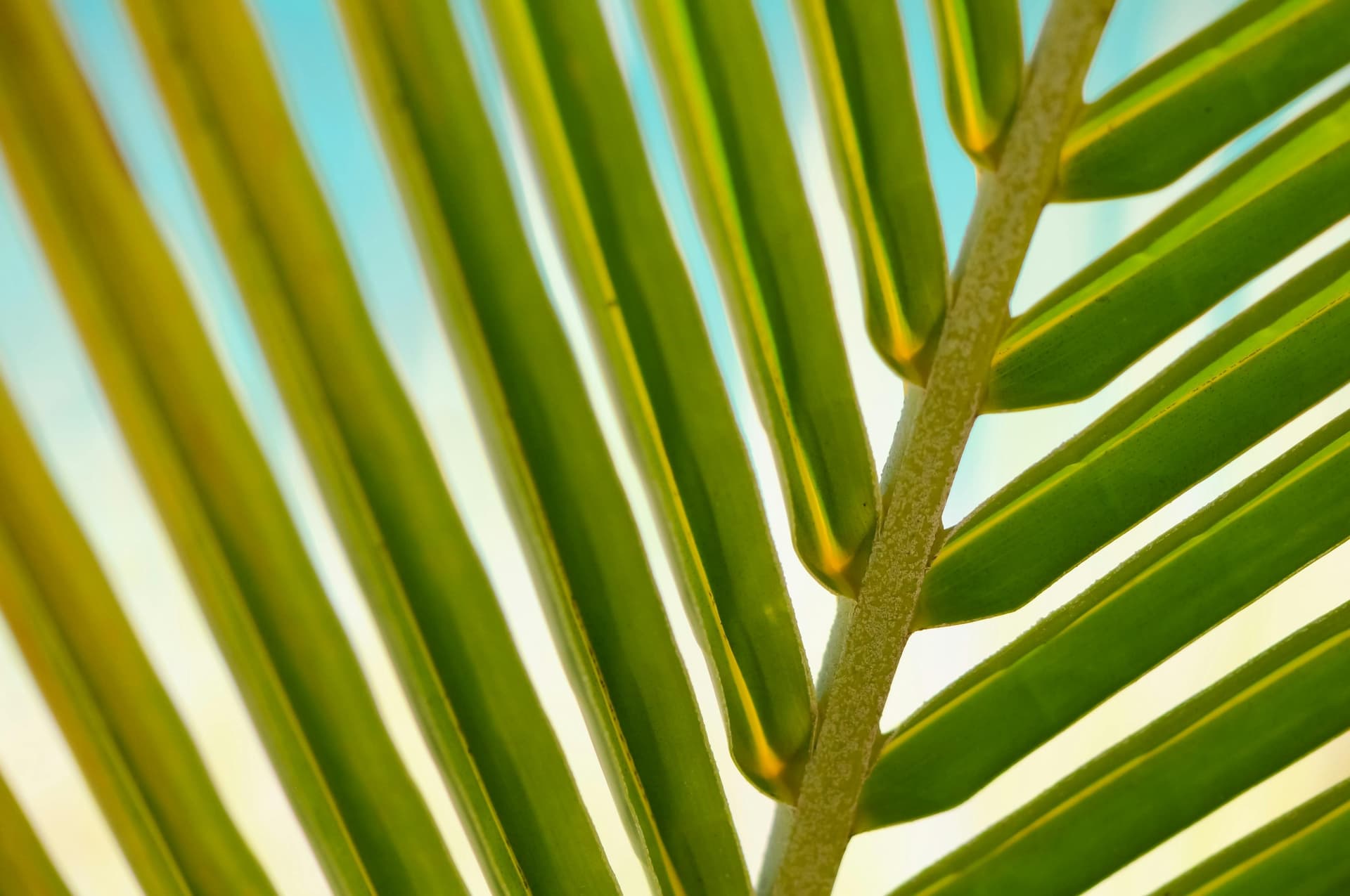 Turning palm and wood waste into Saudi-made boards for a circular future