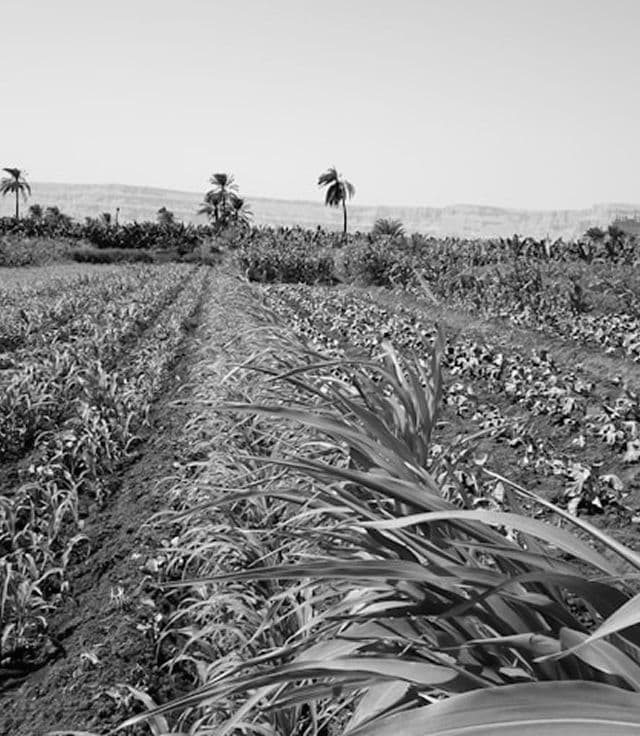 Qassim date-farm.